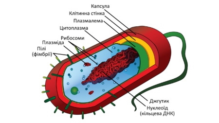 Прокаріот